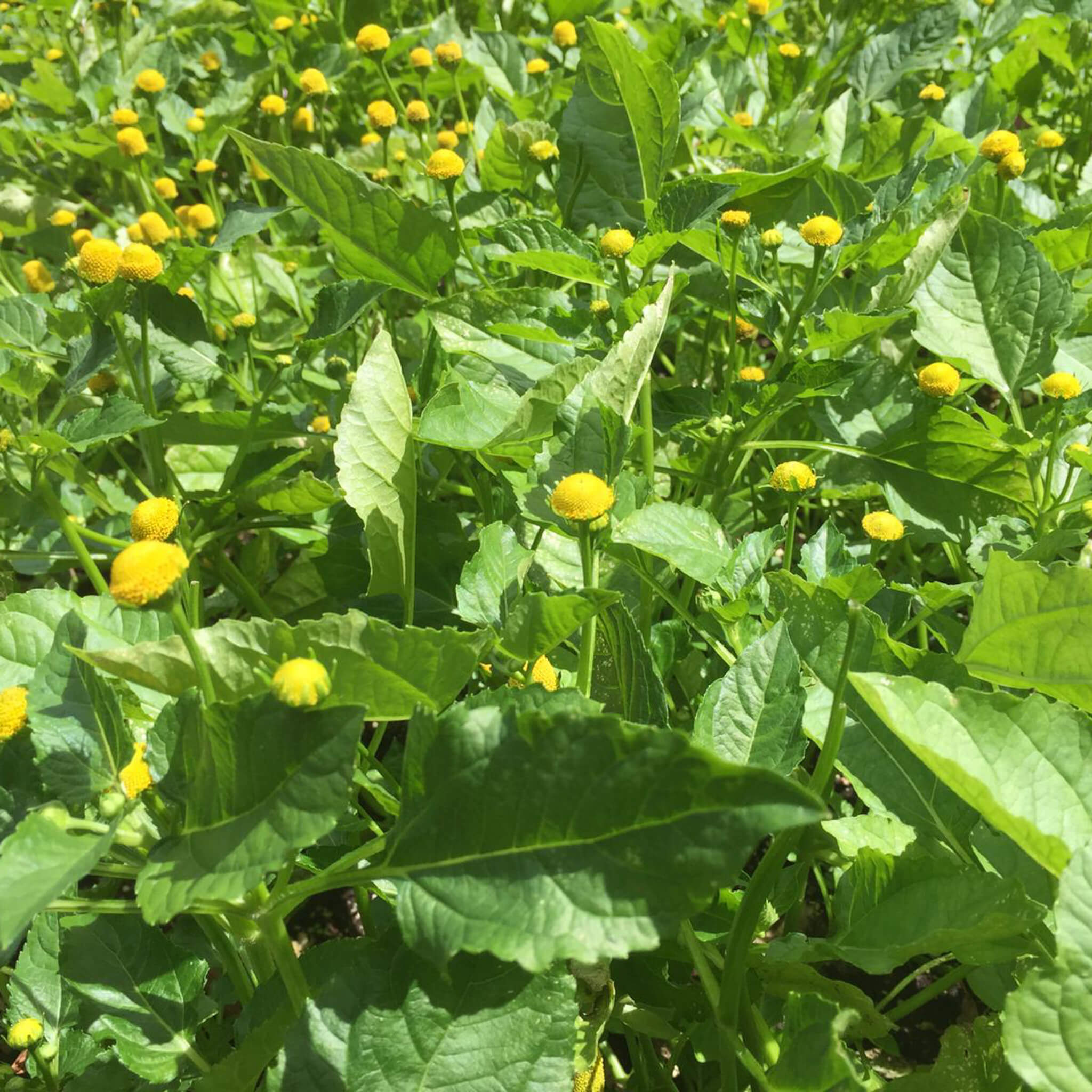 Spilanthes, Acmella Oleracea