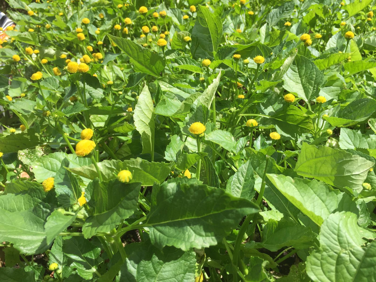 Spilanthes, Acmella Oleracea